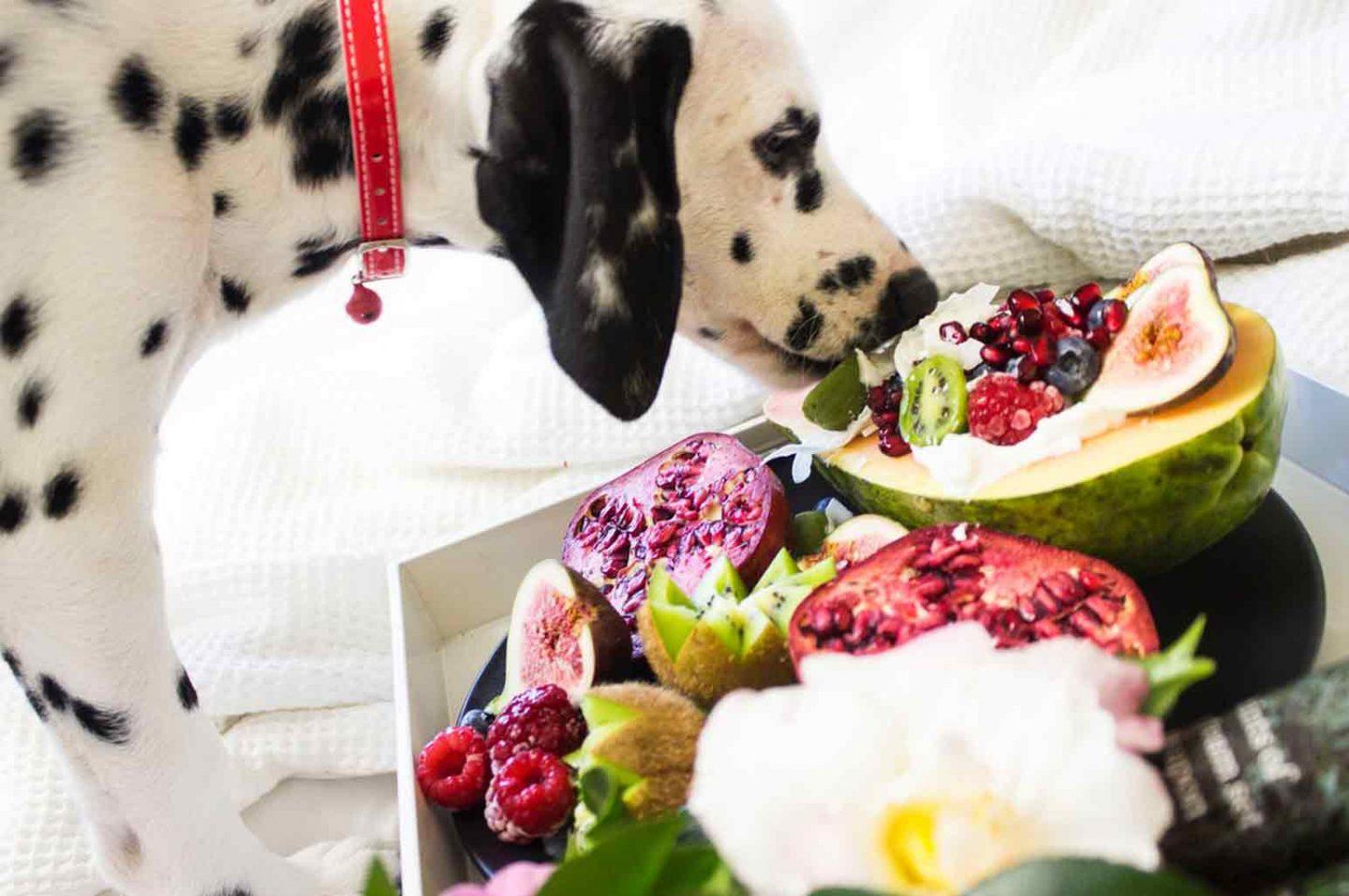 6 Human Foods Dogs Can Eat