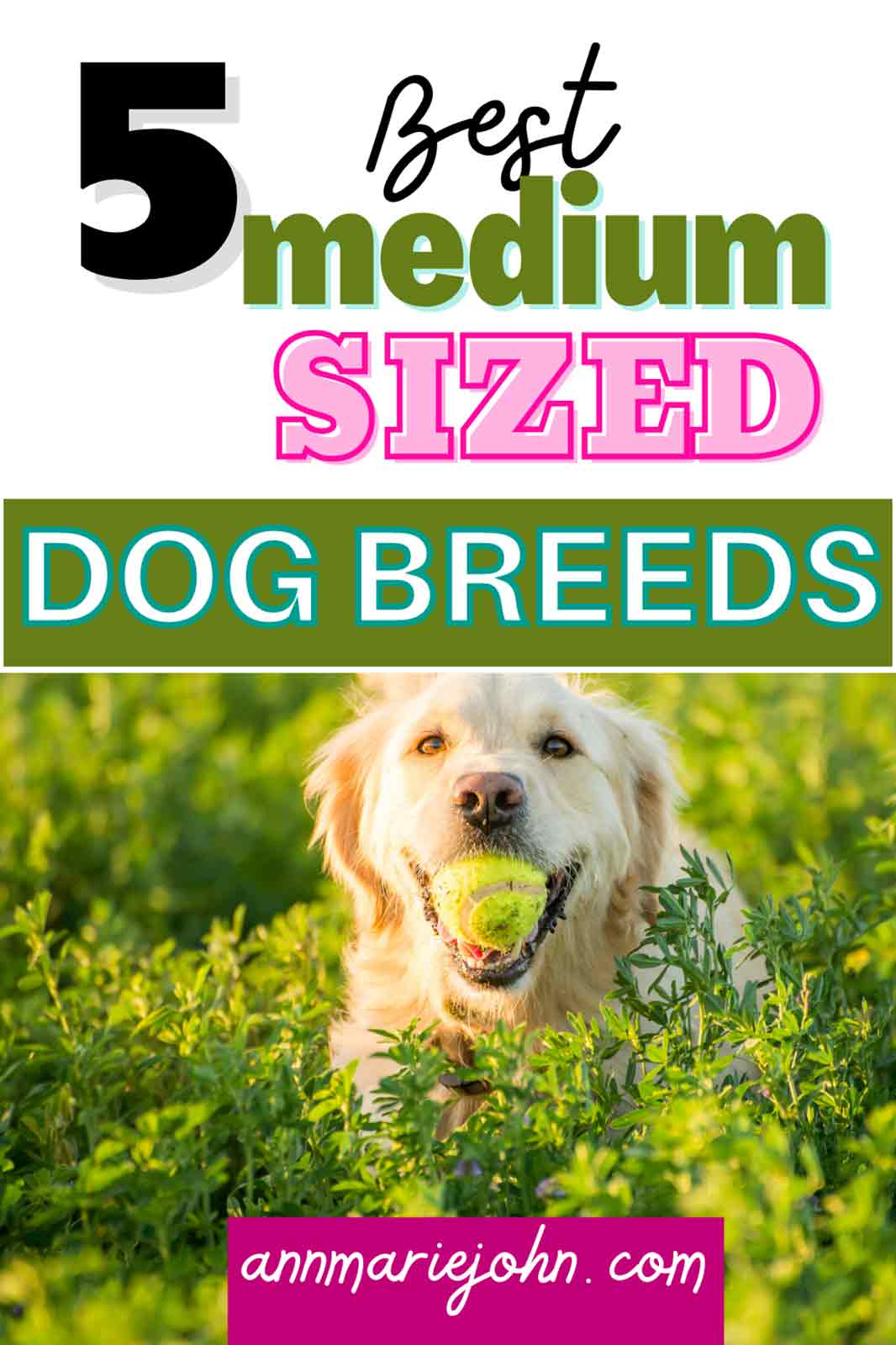 The Best Medium-Sized Dog Breeds