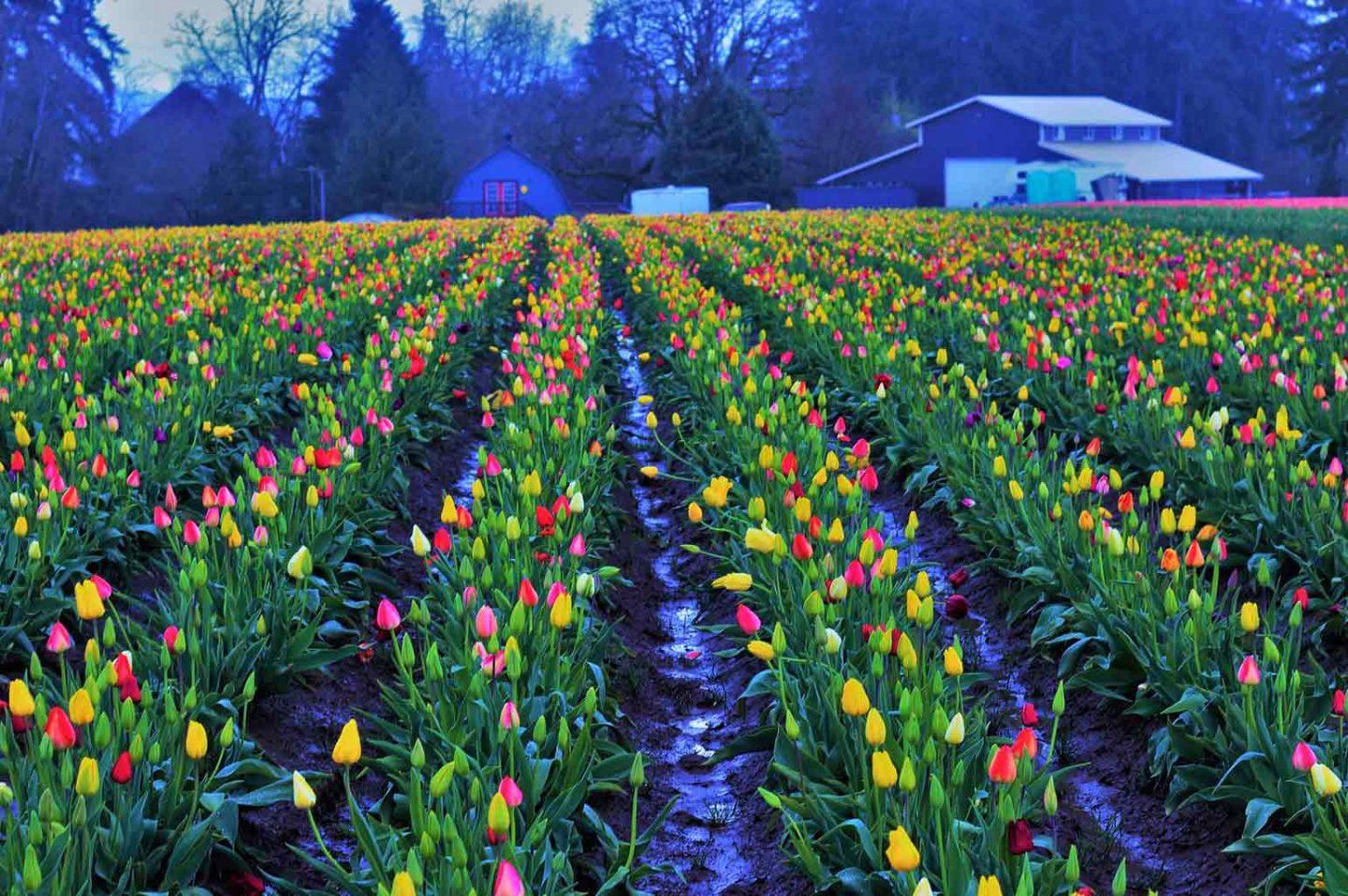 Best Tulip Festivals in the US