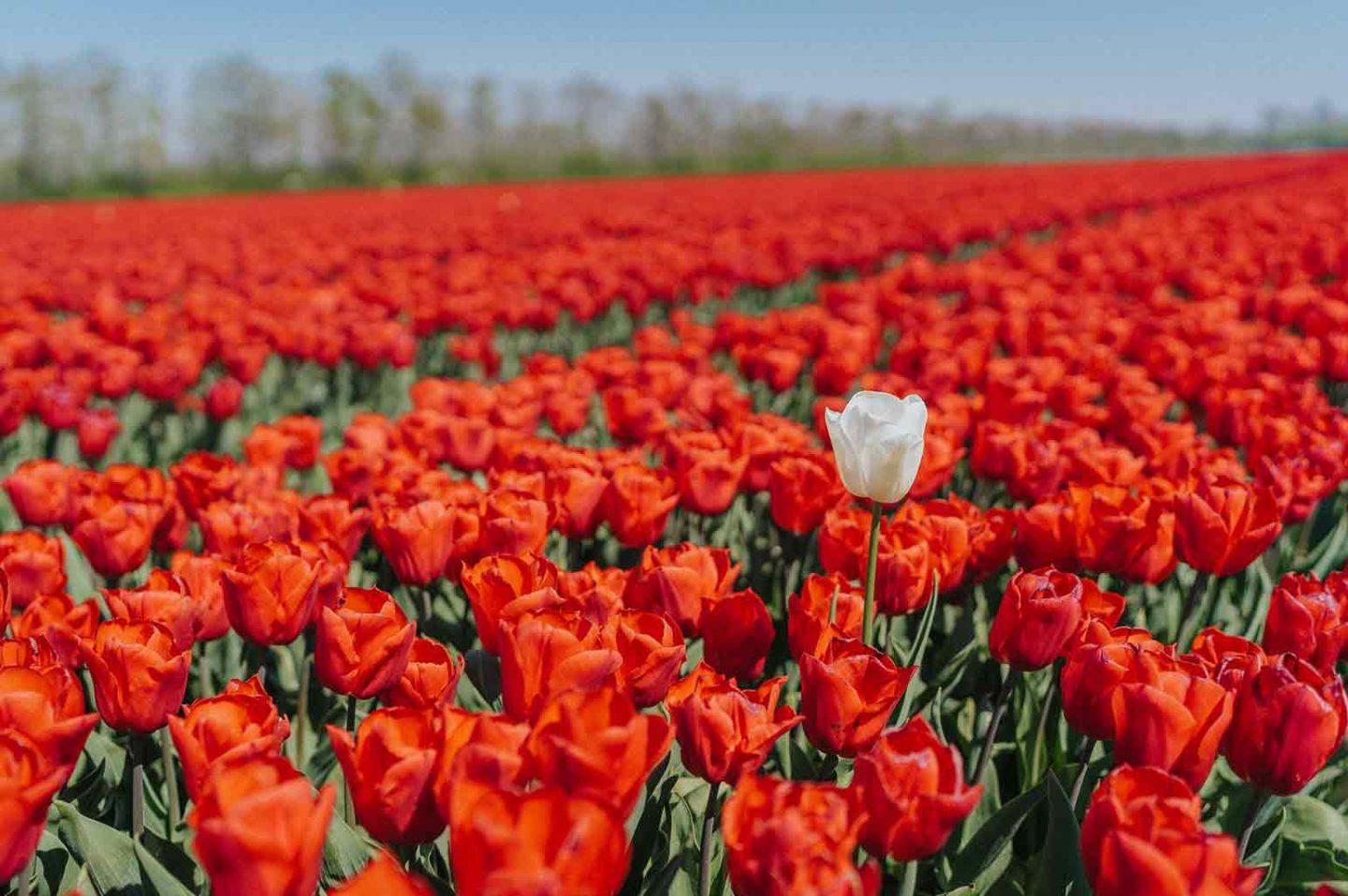 Best Tulip Festivals in the US