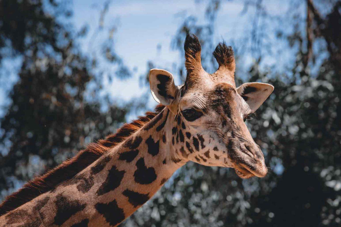 Biggest and Most Impressive Zoos in California