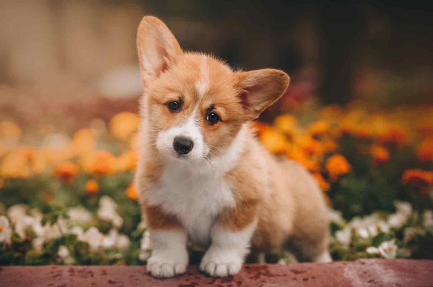 Tips for Corgi Owners