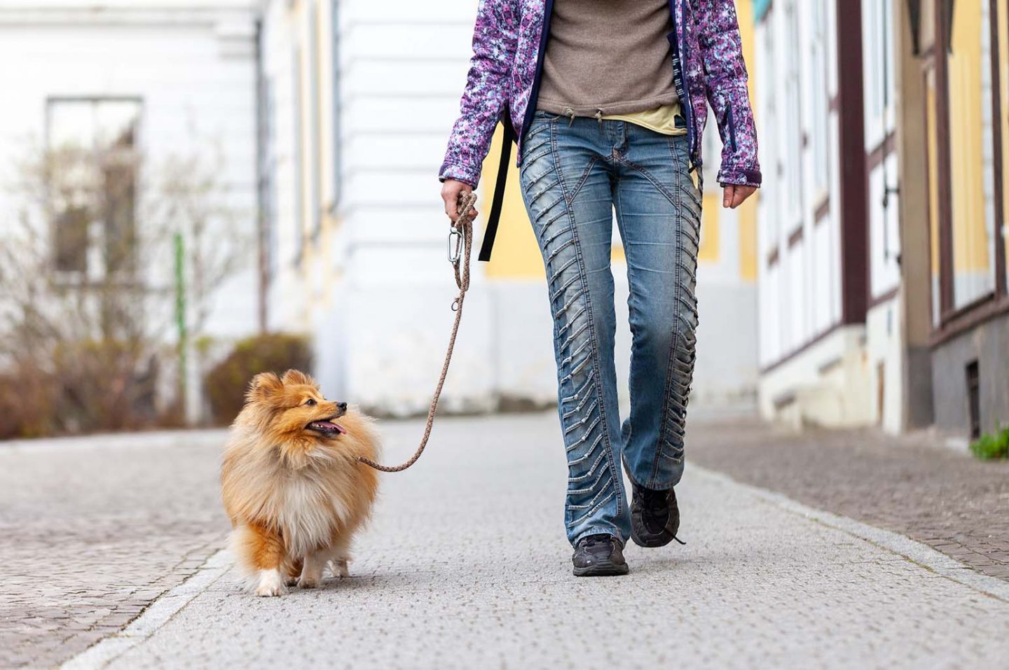 Things to Look For in a Pet Sitter
