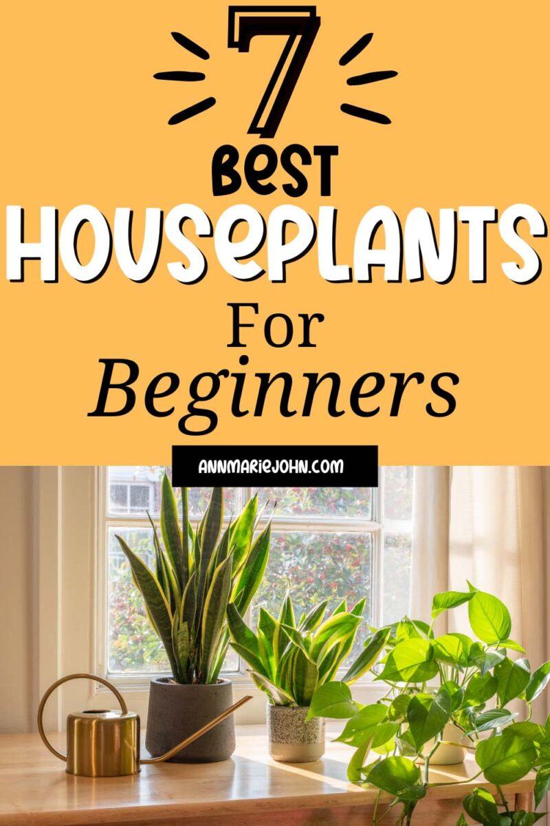 7 Best Houseplants for Beginners - AnnMarie John