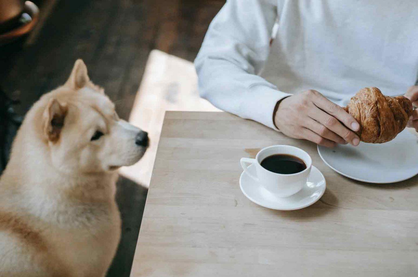 6 Human Foods You Can Share With Your Dog