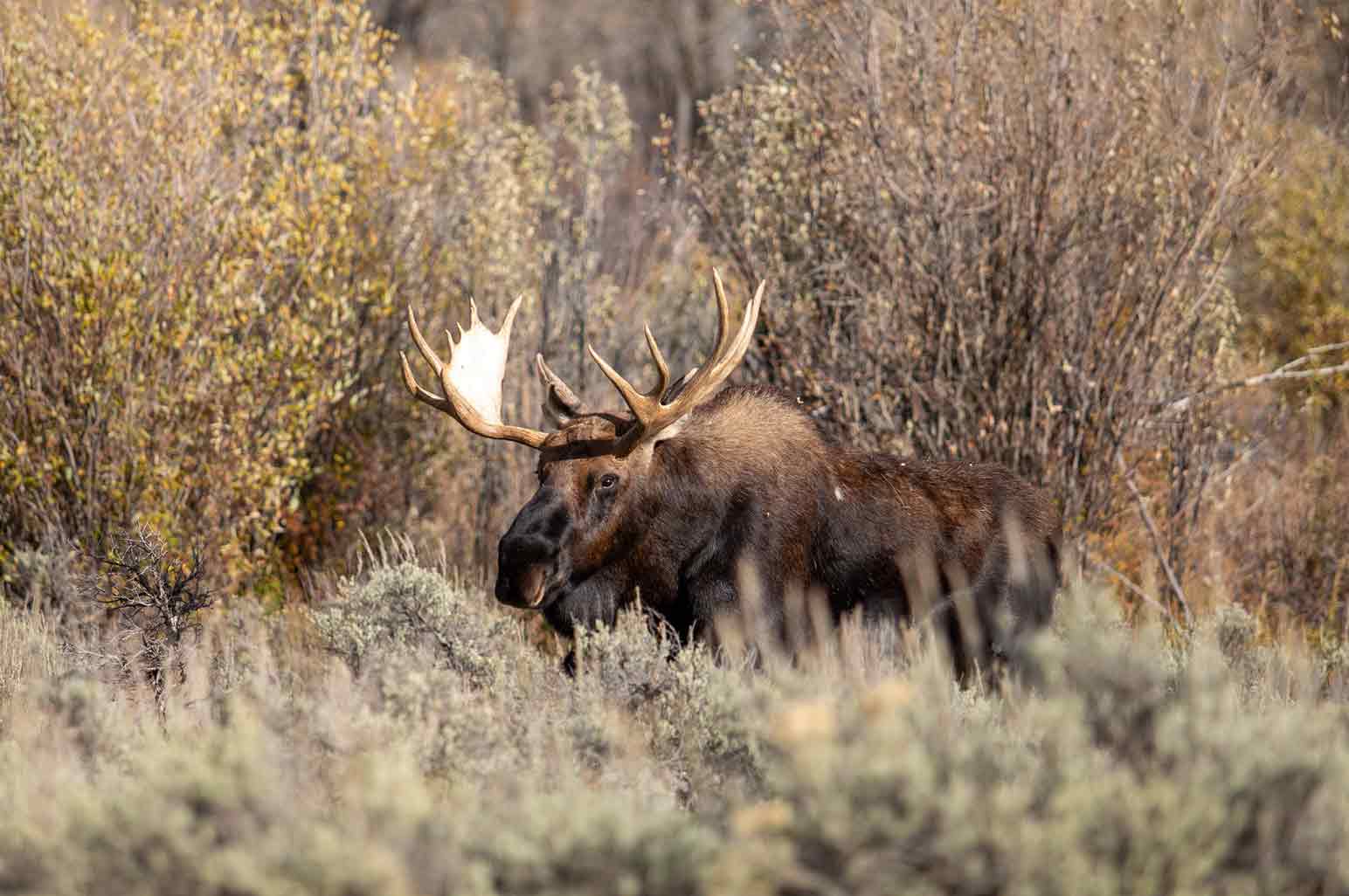 12 Fun Things to do in Grand Teton National Park - AnnMarie John