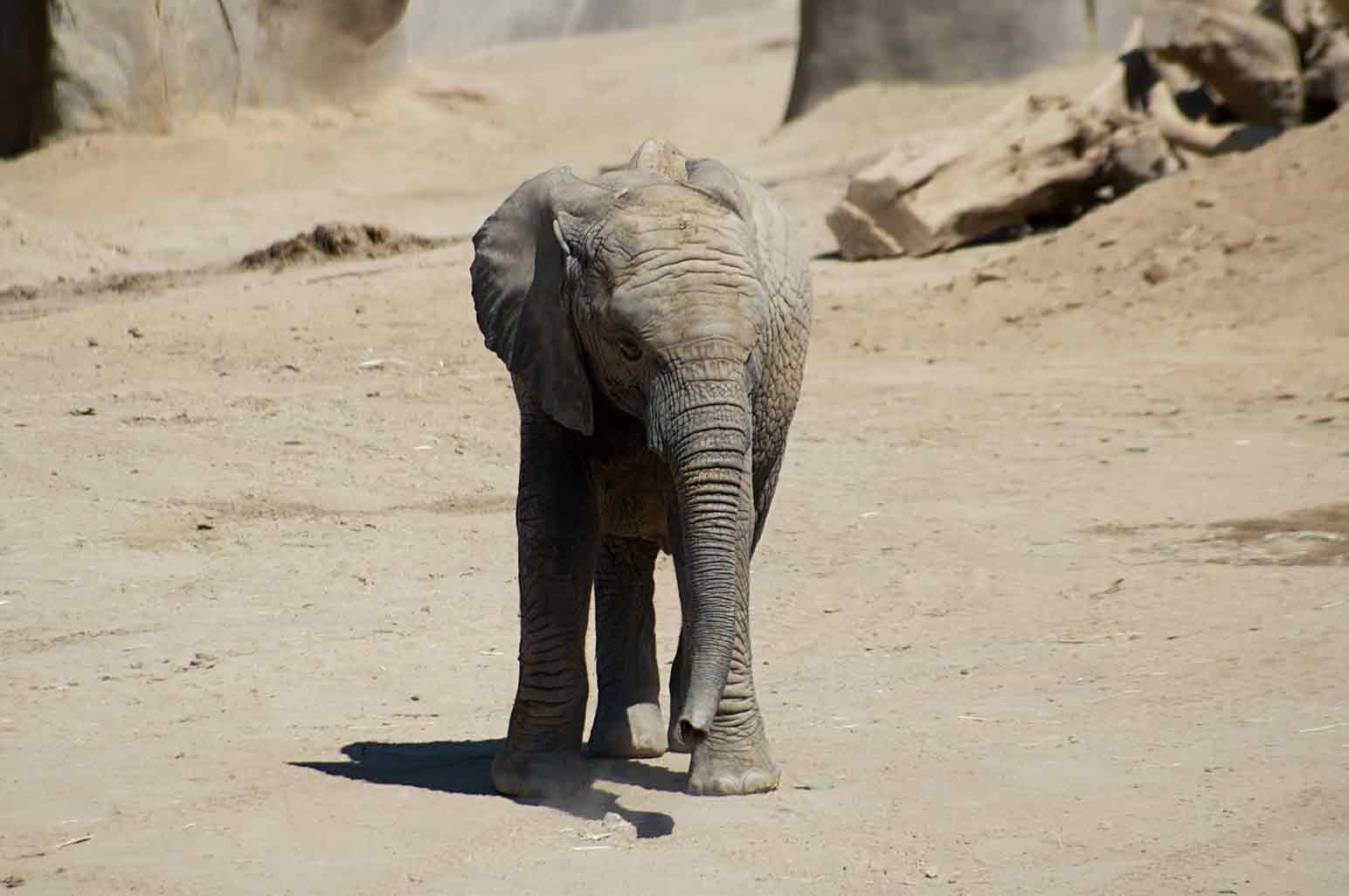 the-biggest-and-most-impressive-zoos-in-california-annmarie-john