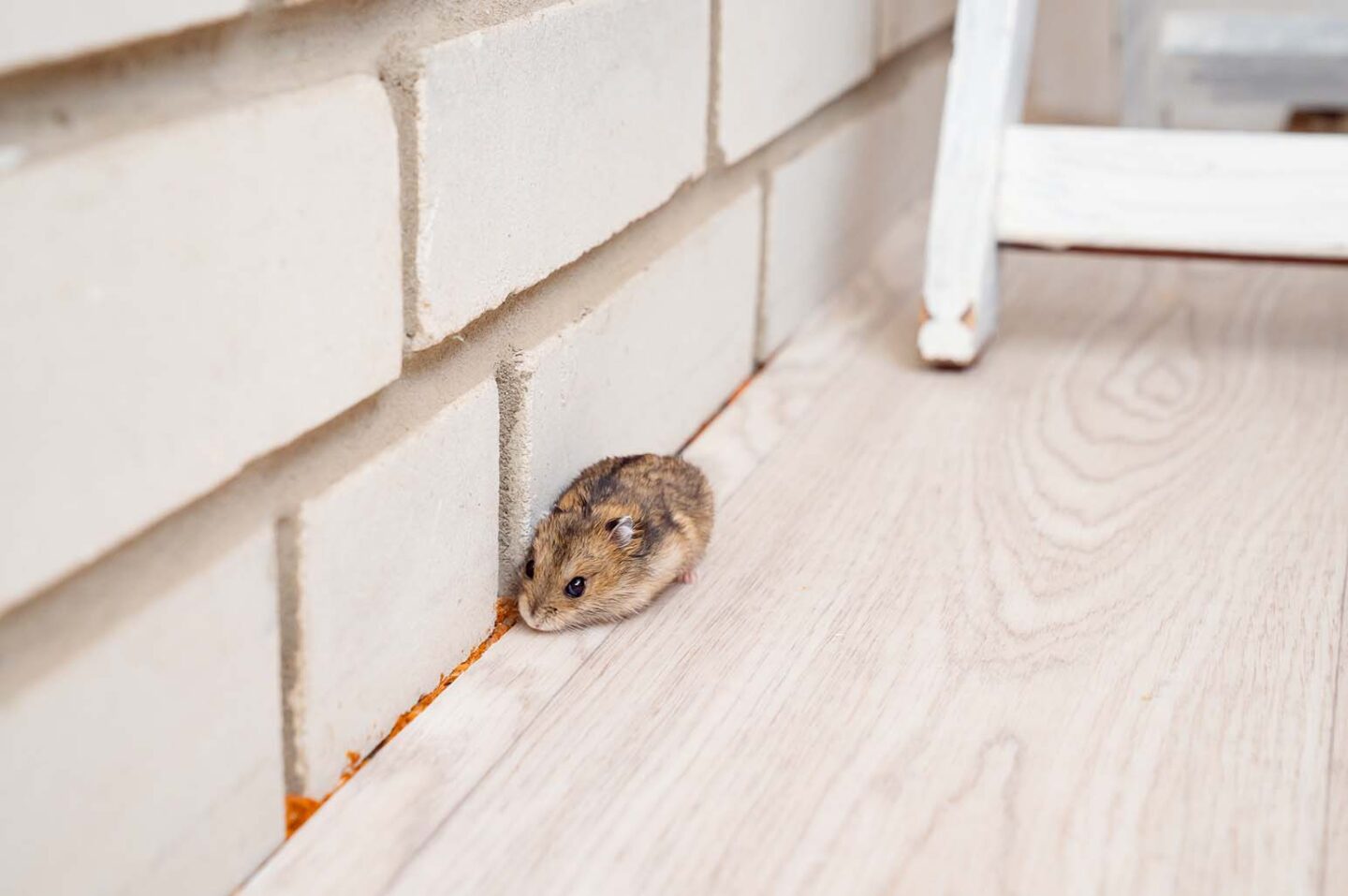 how to get rid of a rodent infestation