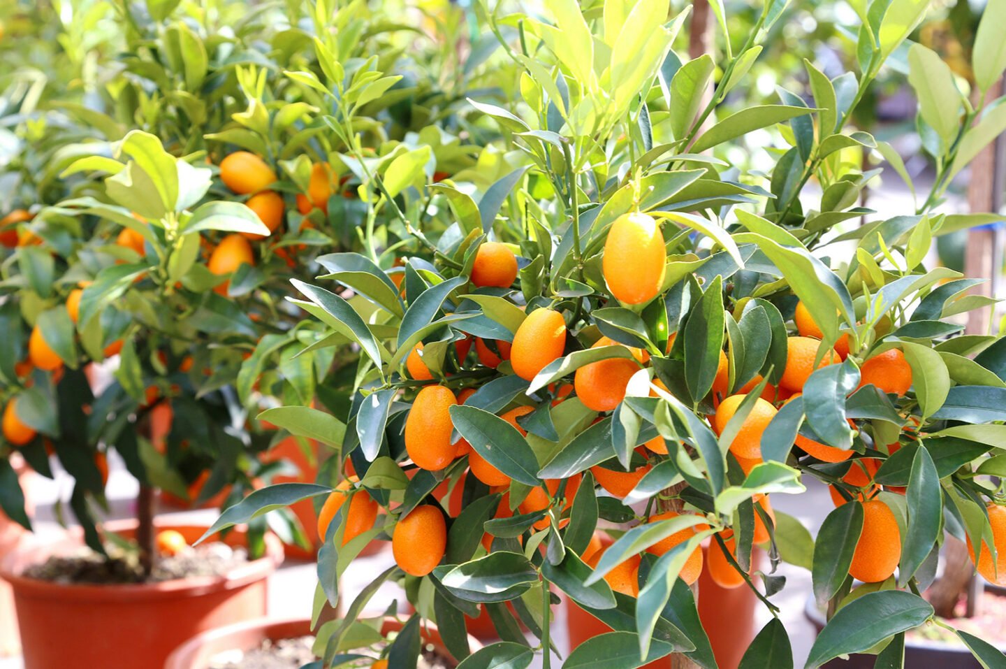 How To Plant And Care For A Kumquat Tree