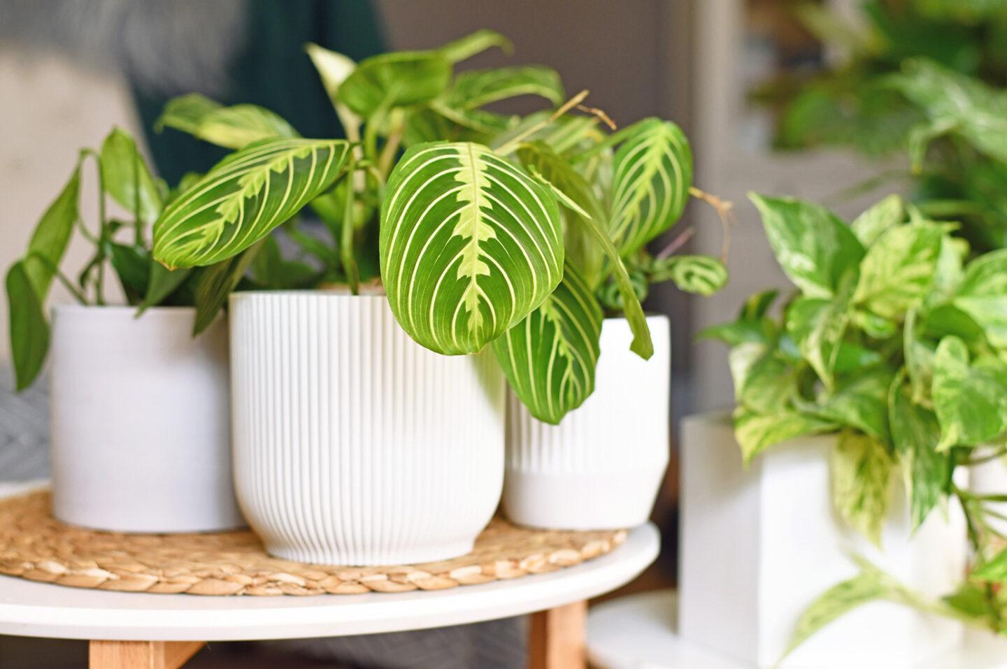 15 Pet-Friendly Plants for Your Home