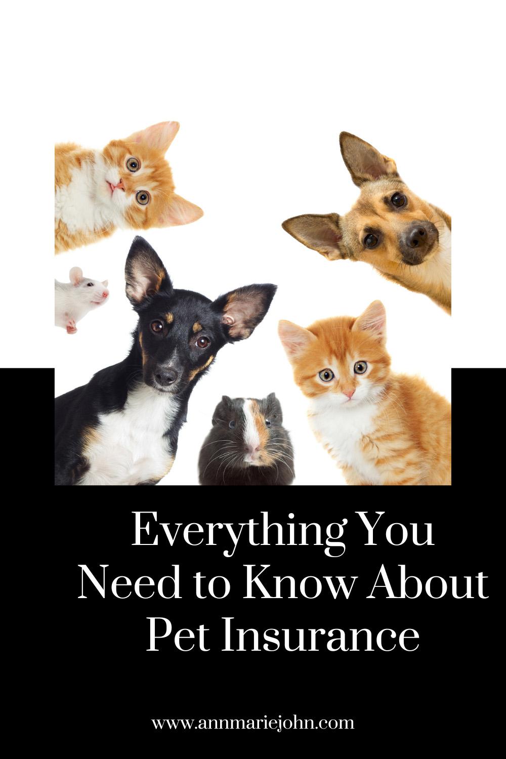 Everything You Need to Know About Pet Insurance