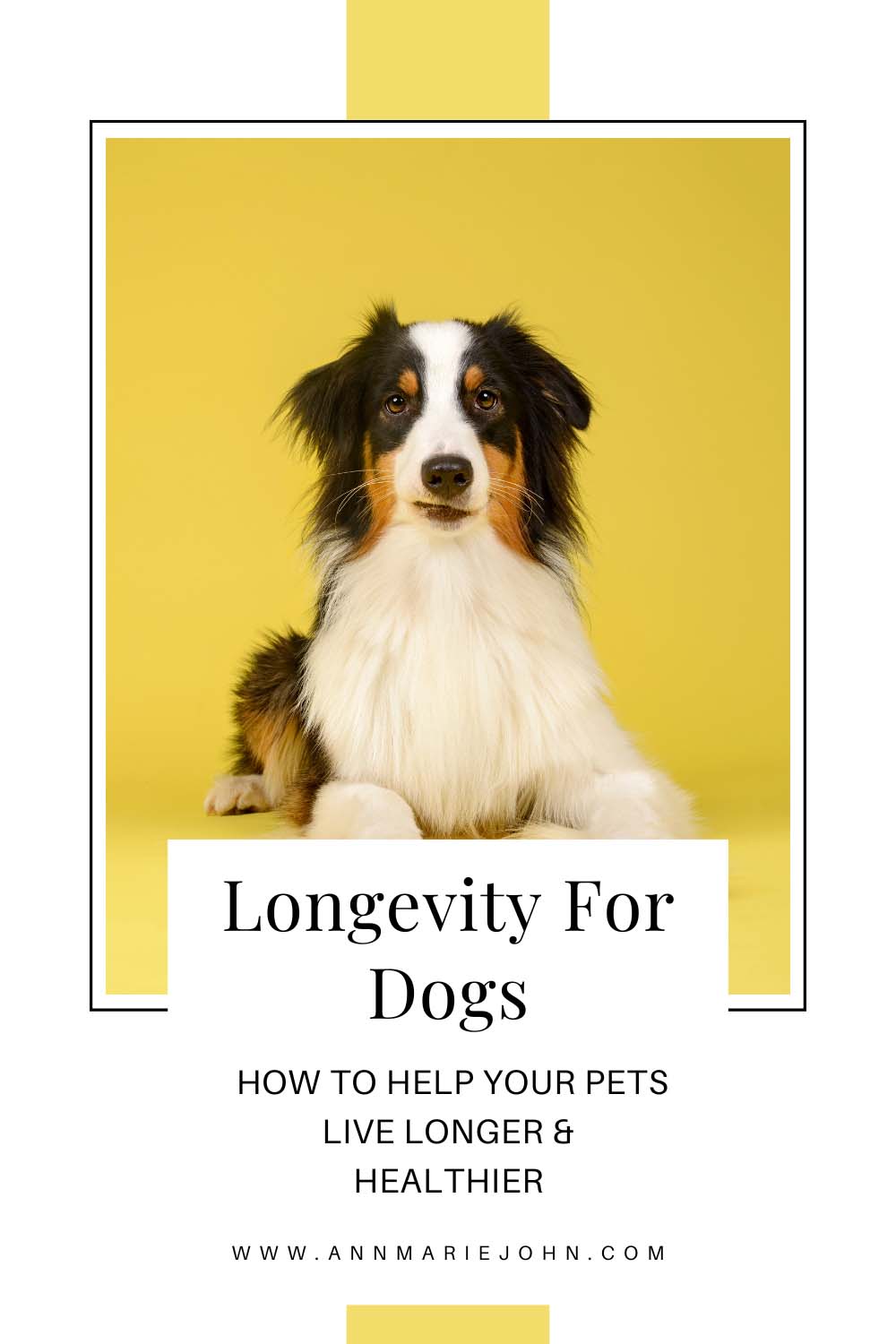 Longevity For Dogs: How To Help Your Pets Live Longer & Healthier