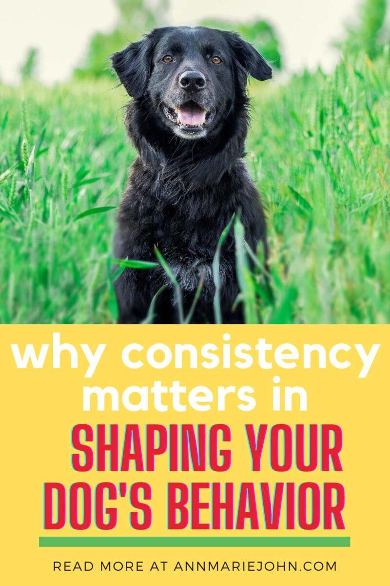 why-consistency-matters-in-shaping-your-dog-s-behavior-annmarie-john