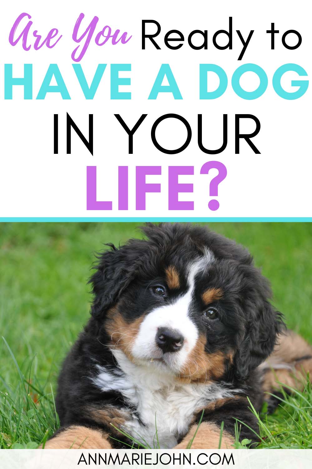 Are You Ready To Have A Dog In Your Life?