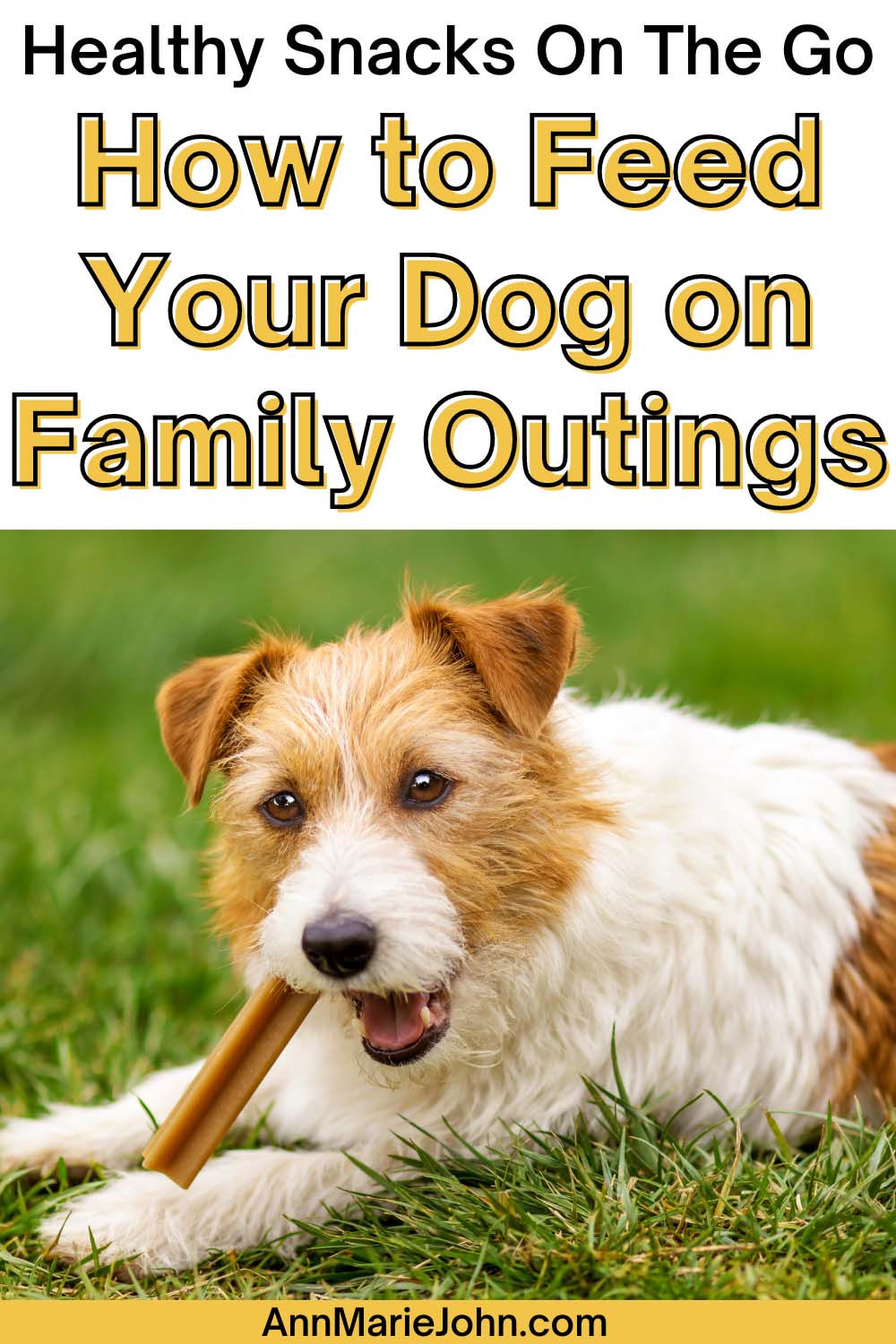 How to Feed Your Dog on Family Outings