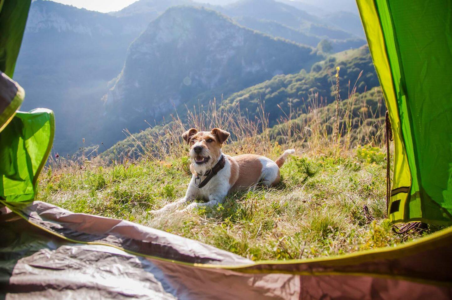 Camping with Canines: Essential Tips for a Safe and Fun Outdoor Adventure