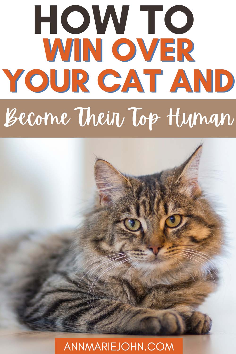 How to Win Over Your Cat and Become Their Top Human