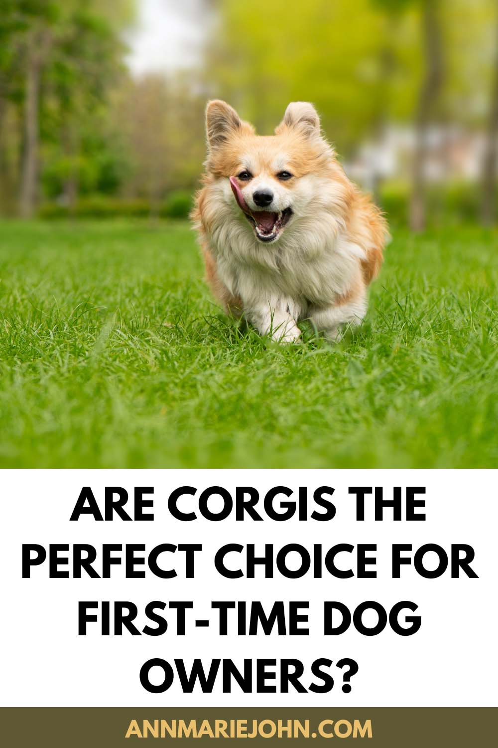 Are Corgis the Perfect Choice for First-Time Dog Owners?