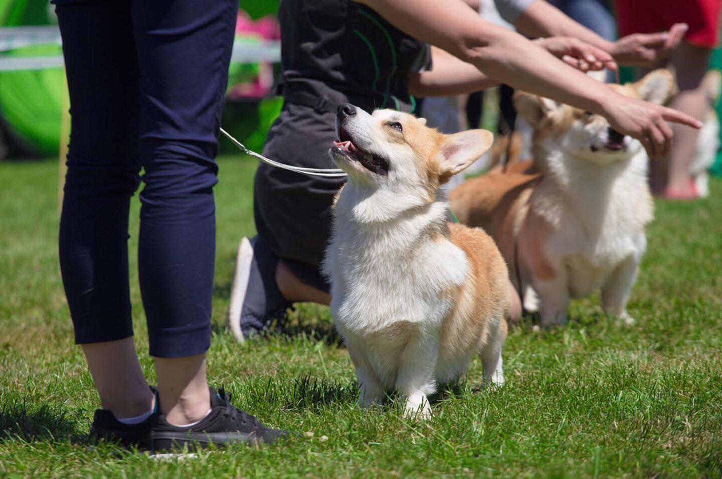 Training Corgi