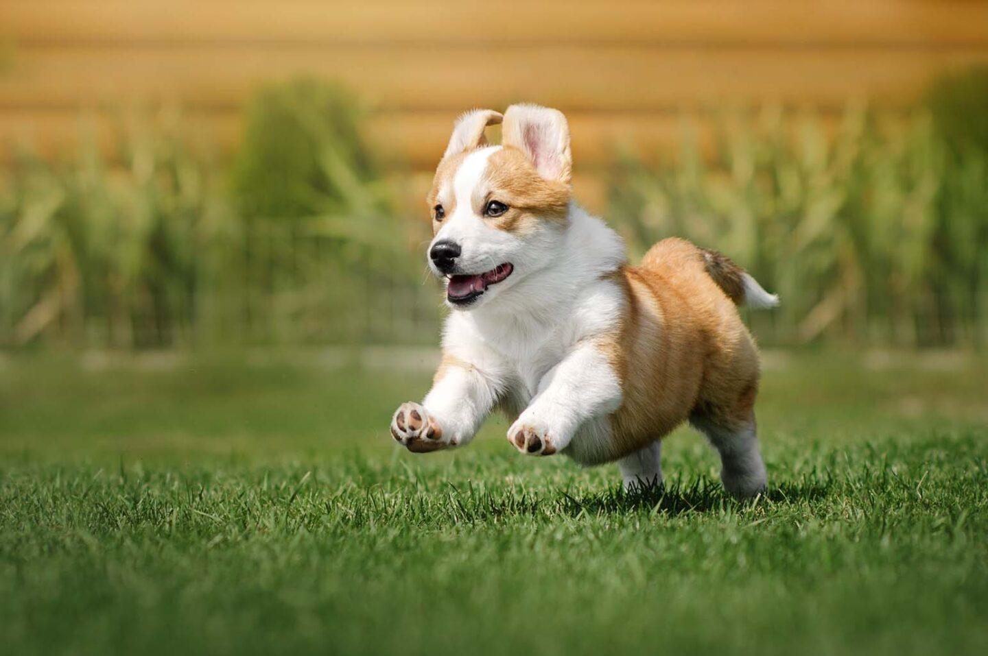 Are Corgis the Perfect Choice for First-Time Dog Owners?